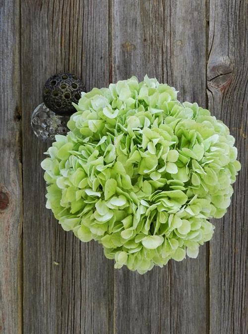 Kiwi   Light Green Hydrangeas